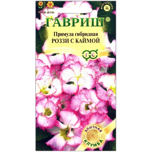 Примула гибридная Роззи с каймой, махровая