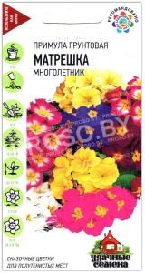 Примула грунтовая Матрешка