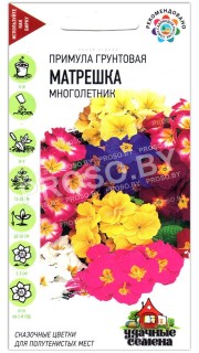 Примула грунтовая Матрешка