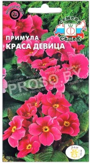 Примула Краса девица
