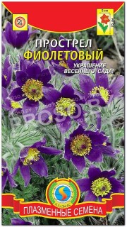 Прострел Фиолетовый