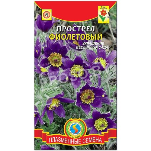 Прострел Фиолетовый