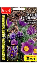 Прострел Китайский