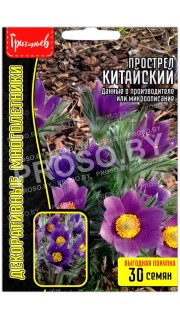 Прострел Китайский