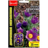 Прострел Китайский