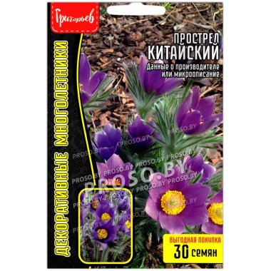 Прострел Китайский