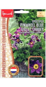 Прострел Pinwheel blue violet shades