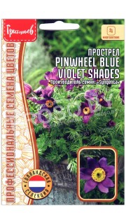 Прострел Pinwheel blue violet shades