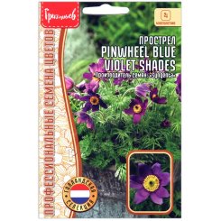 Прострел Pinwheel blue violet shades