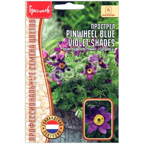 Прострел Pinwheel blue violet shades