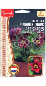 Прострел Pinwheel dark red shades