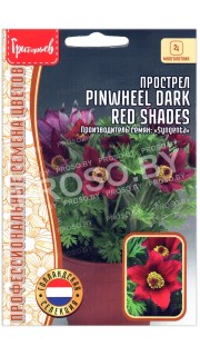Прострел Pinwheel dark red shades