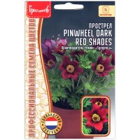 Прострел Pinwheel dark red shades