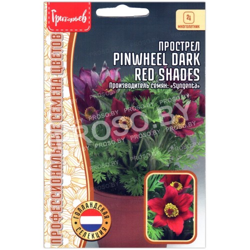 Прострел Pinwheel dark red shades