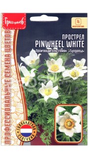 Прострел Pinwheel white