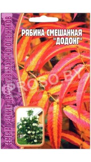 Рябина смешанная Додонг