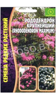 Рододендрон Крупнейший