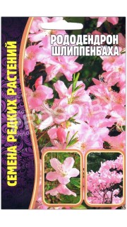 Рододендрон Шлиппенбаха