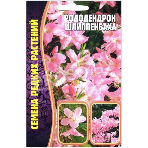 Рододендрон Шлиппенбаха