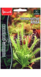 Росянка капская Альба