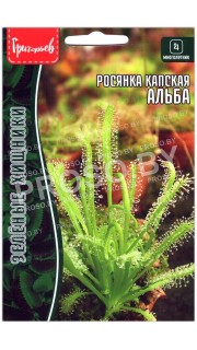 Росянка капская Альба