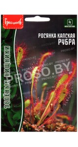 Росянка капская Рубра