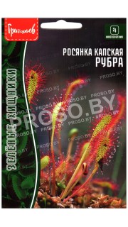 Росянка капская Рубра