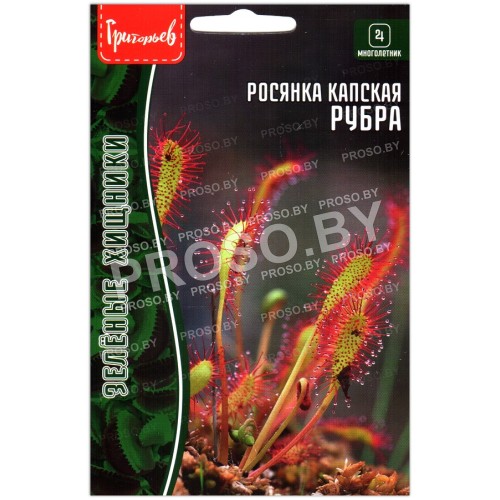 Росянка капская Рубра
