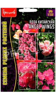 Роза китайская Angel wings