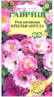 Роза китайская Крылья ангела