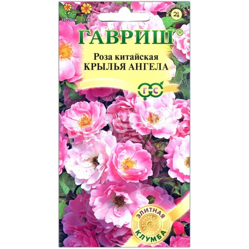 Роза китайская Крылья ангела