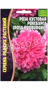 Роза кустовая Роксбурга