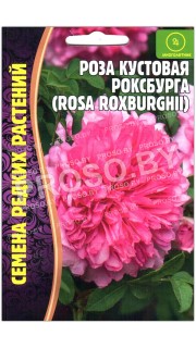 Роза кустовая Роксбурга