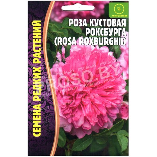 Роза кустовая Роксбурга