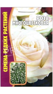 Роза Многоцветковая
