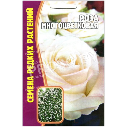 Роза Многоцветковая