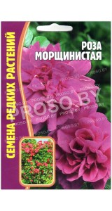 Роза ругоза Морщинистая