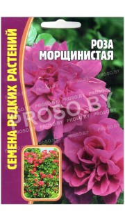 Роза ругоза Морщинистая