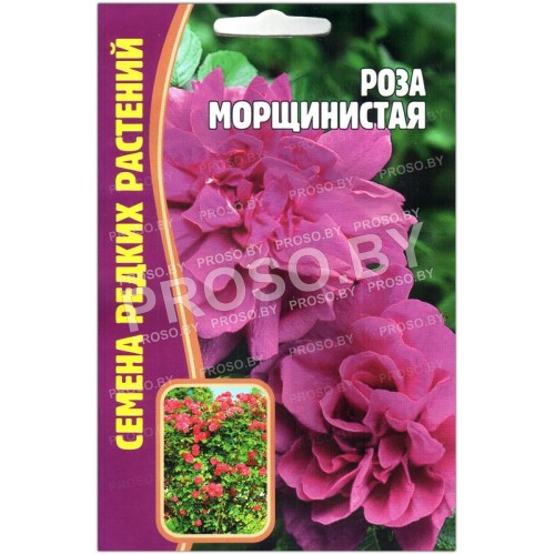 Роза ругоза Морщинистая