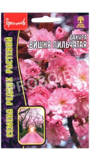 Сакура Вишня пильчатая