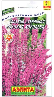 Сальвия дубравная Розовая королева