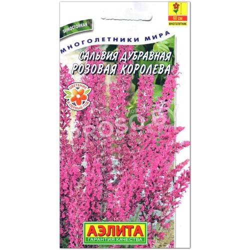 Сальвия дубравная Розовая королева