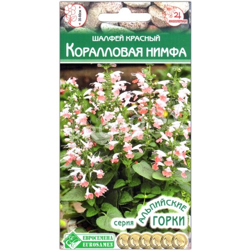 Сальвия (шалфей красный) Коралловая нимфа