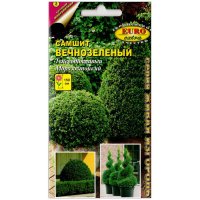 Самшит Вечнозеленый
