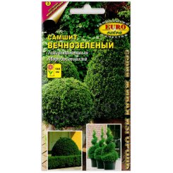 Самшит Вечнозеленый