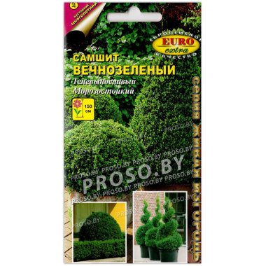 Самшит Вечнозеленый