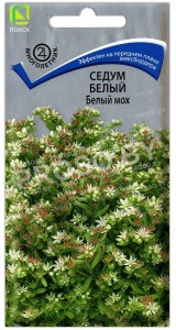 Седум белый Белый мох