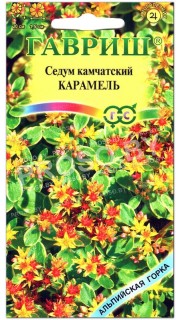 Очиток (седум) камчатский Карамель