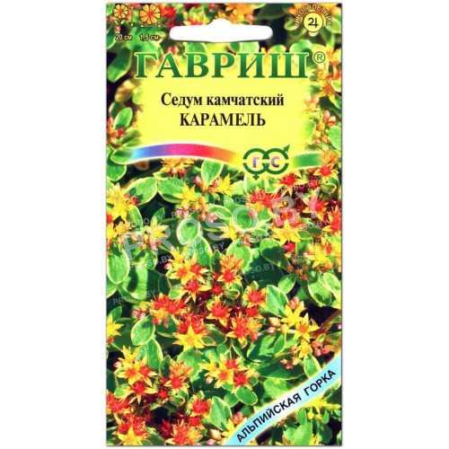 Очиток (седум) камчатский Карамель
