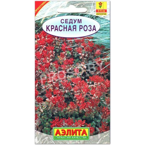 Седум Красная роза-1